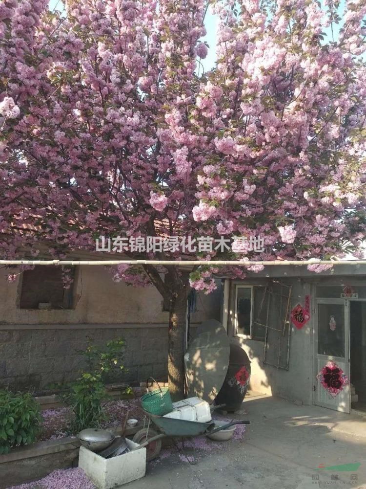 專供櫻花，櫻花：2025年價格！退林！清地價！