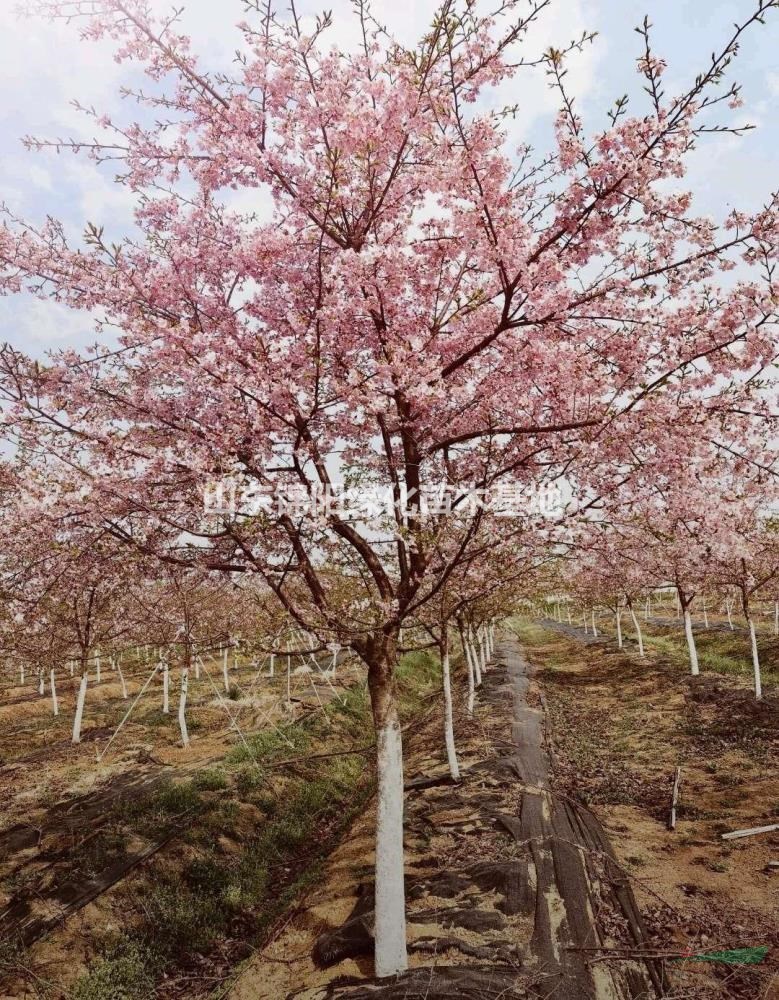 專供櫻花，櫻花：2025年價格！退林！清地價！