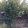 江苏从生紫荆种植-江苏从生紫荆耐修剪喜暖湿润气候