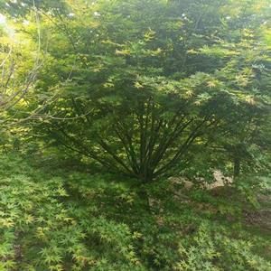 鸡爪槭8-20公分大量供货