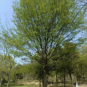 榉樹.精品榉樹.原生榉樹.