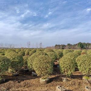 银姬小蜡球60一150公分价格，银姬小蜡球图片，基地直销