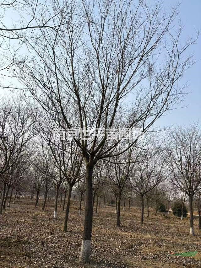 樸樹25公分