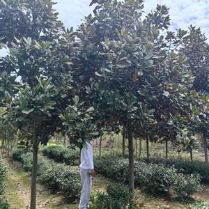 江苏31公分广玉兰 江苏广玉兰31公分