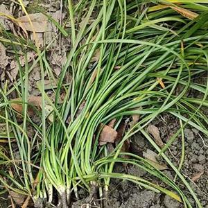大量批发蔥蘭地苗杯苗 蔥蘭工程苗价格 成都蔥蘭种植基地直销