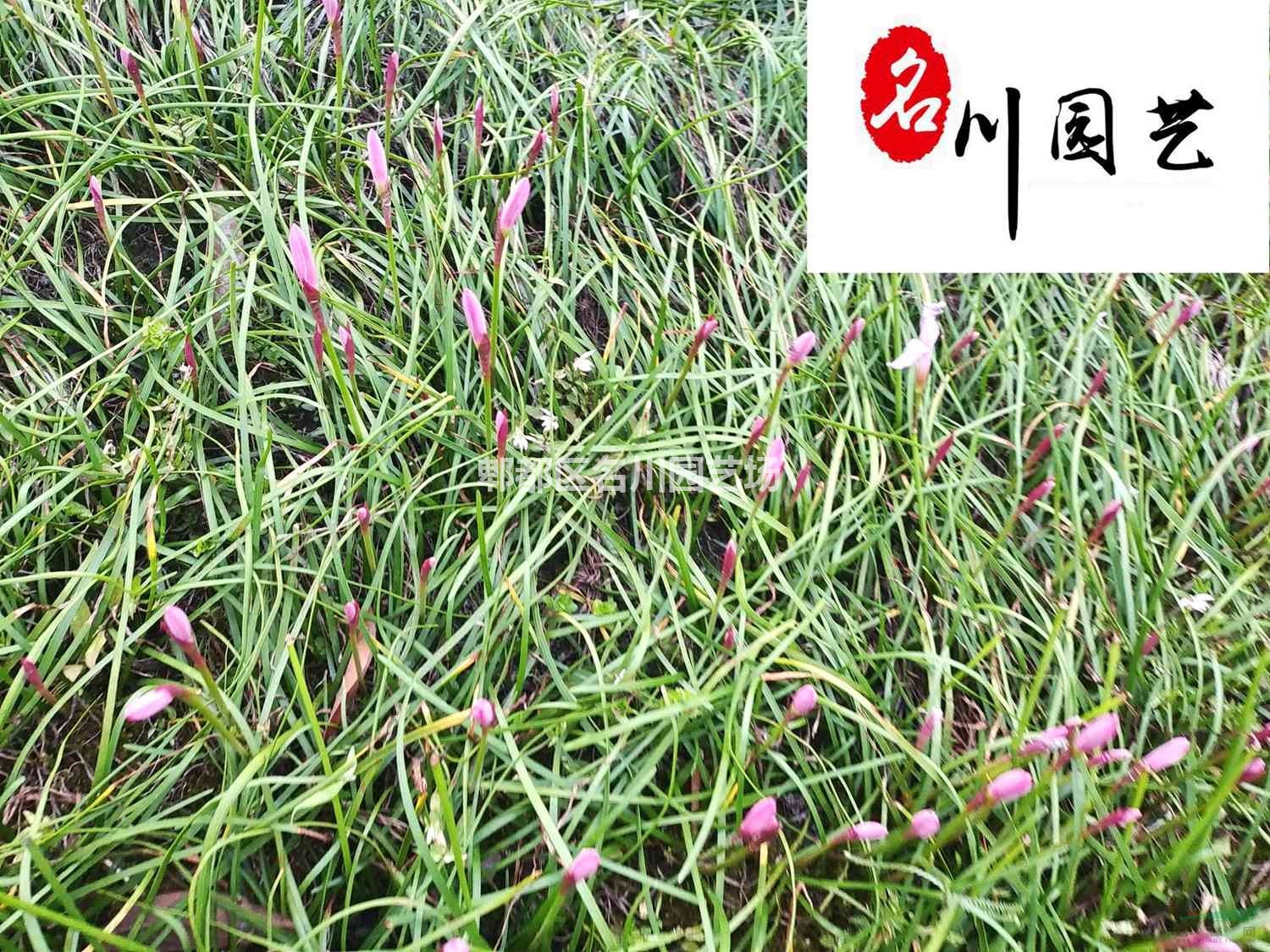 大量批发葱兰地苗杯苗 葱兰工程苗价格 成都葱兰种植基地直销