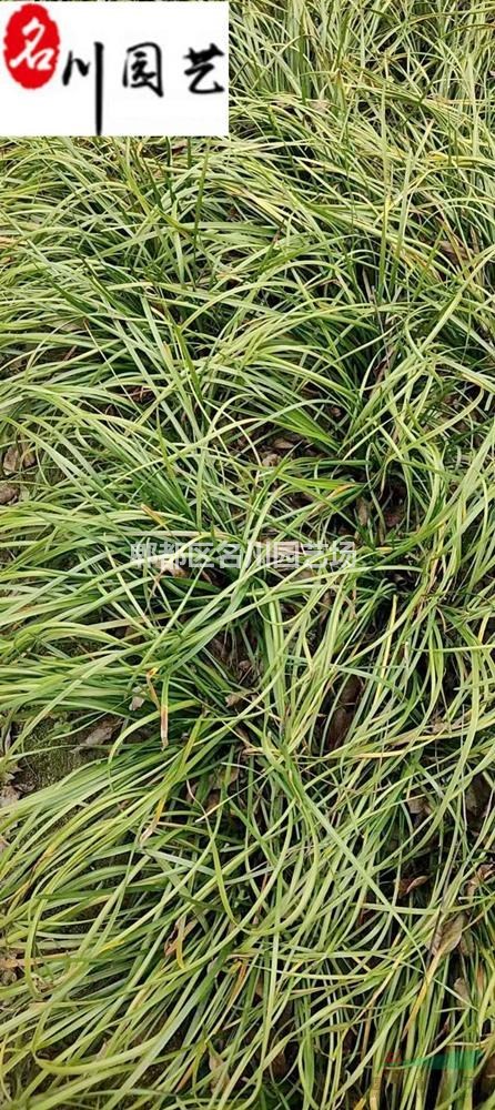 大量批发葱兰地苗杯苗 葱兰工程苗价格 成都葱兰种植基地直销