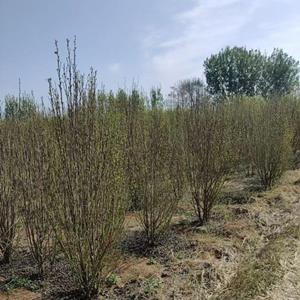 山东地区供应丛生木槿