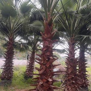 老人葵，容器苗，假植苗