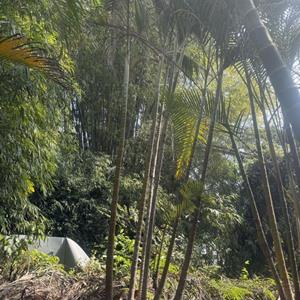 散尾葵