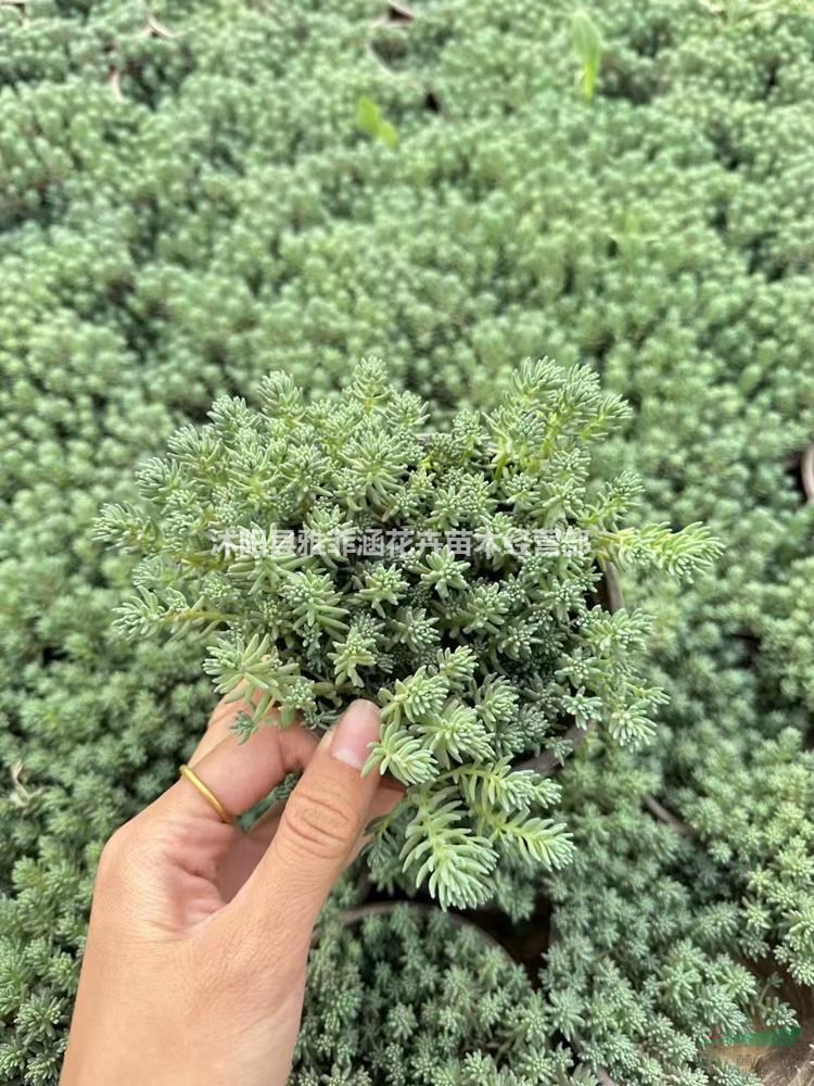 江蘇中華景天貨源中心/江蘇中華景天苗圃直供