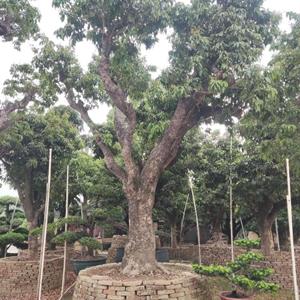 荔枝