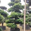 本地罗汉松