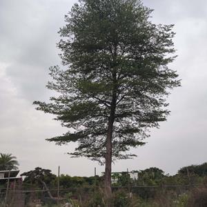 小叶榄仁