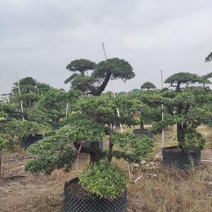 台湾罗汉松
