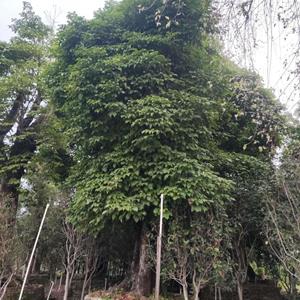 秋枫树