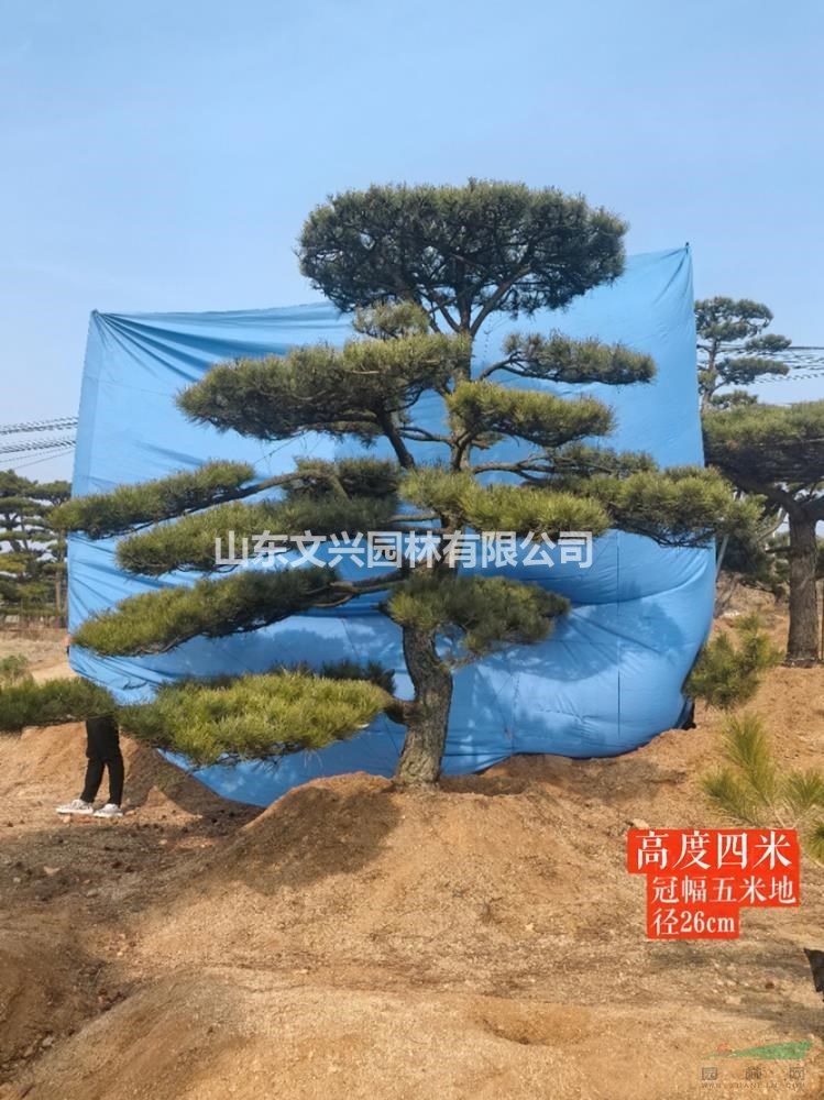莱芜新景园林苗木基地