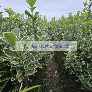 金边黄杨-大杯/小毛球