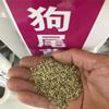 抗旱耐贫暖季型狗尾草种子9吨发芽率好