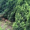 江苏沭阳红豆杉根系发达-江苏沭阳红豆杉适应性强-江苏沭阳红豆杉长势强