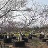 江苏沭阳日本红枫基地直售易成活-江苏沭阳日本红枫植株健壮