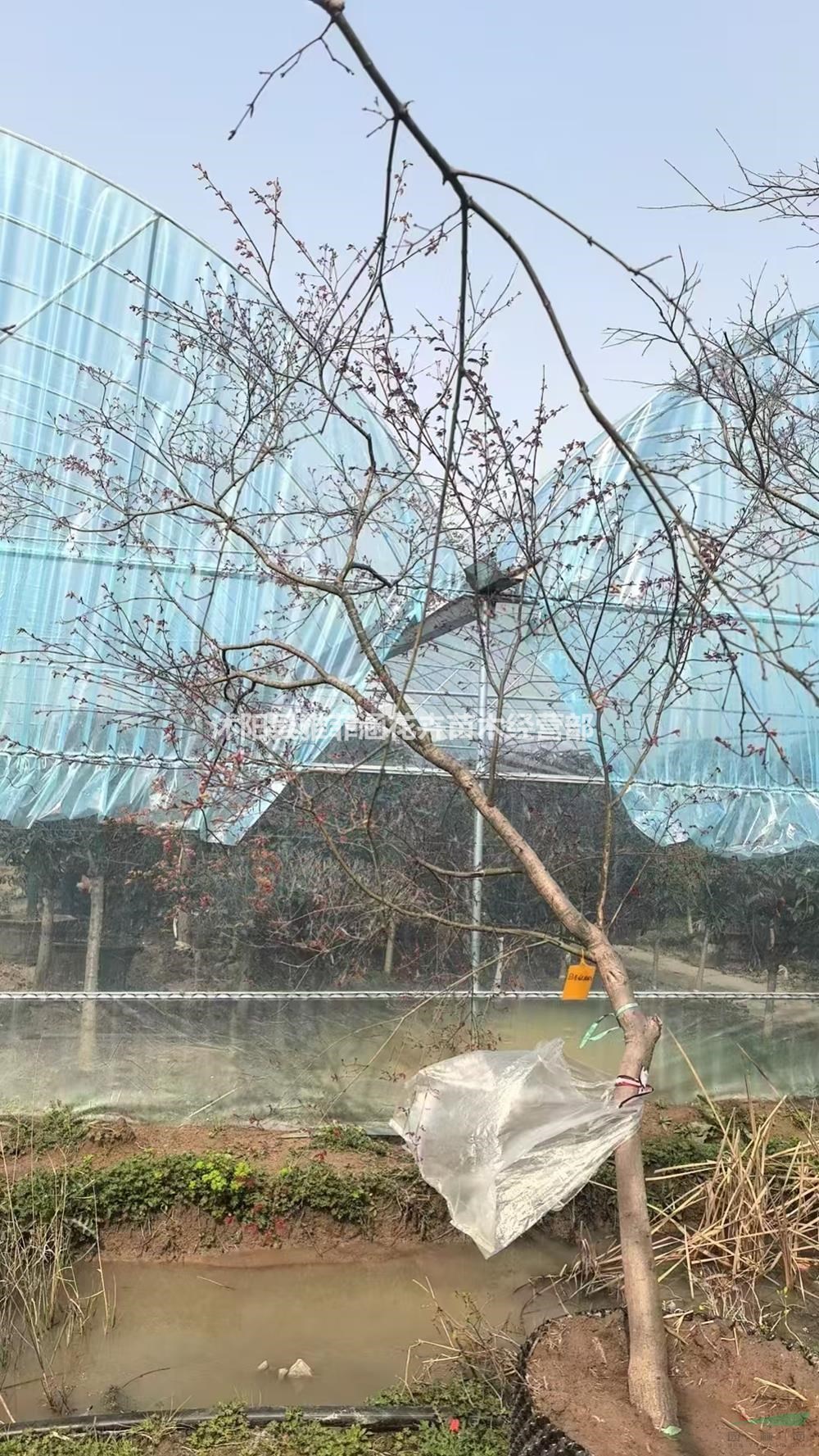 江蘇沭陽日本紅楓斜飄造型價格優惠/江蘇日本紅楓苗圃直供