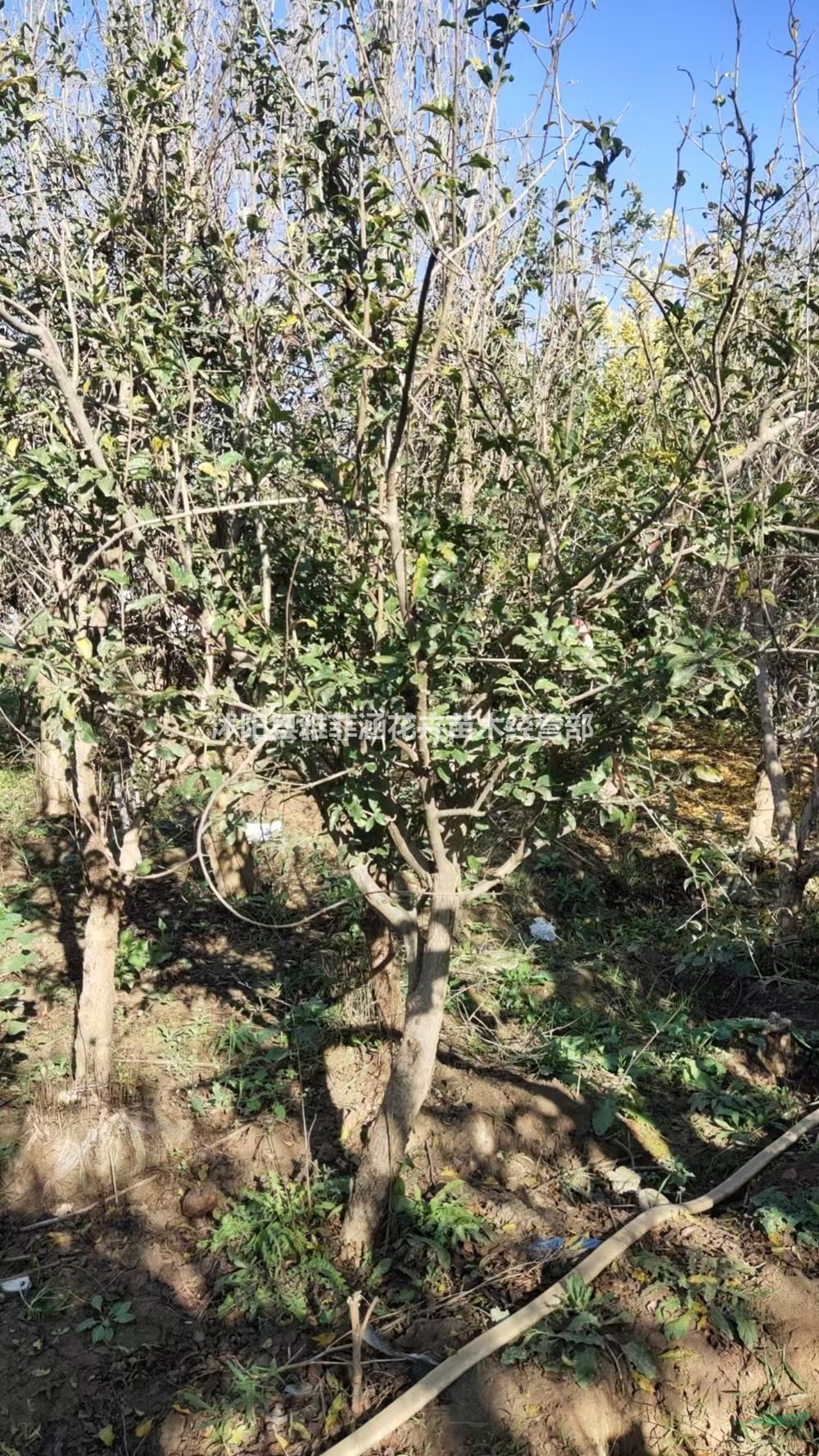 江蘇沭陽石榴樹品相好-江蘇沭陽石榴樹適應強易種植