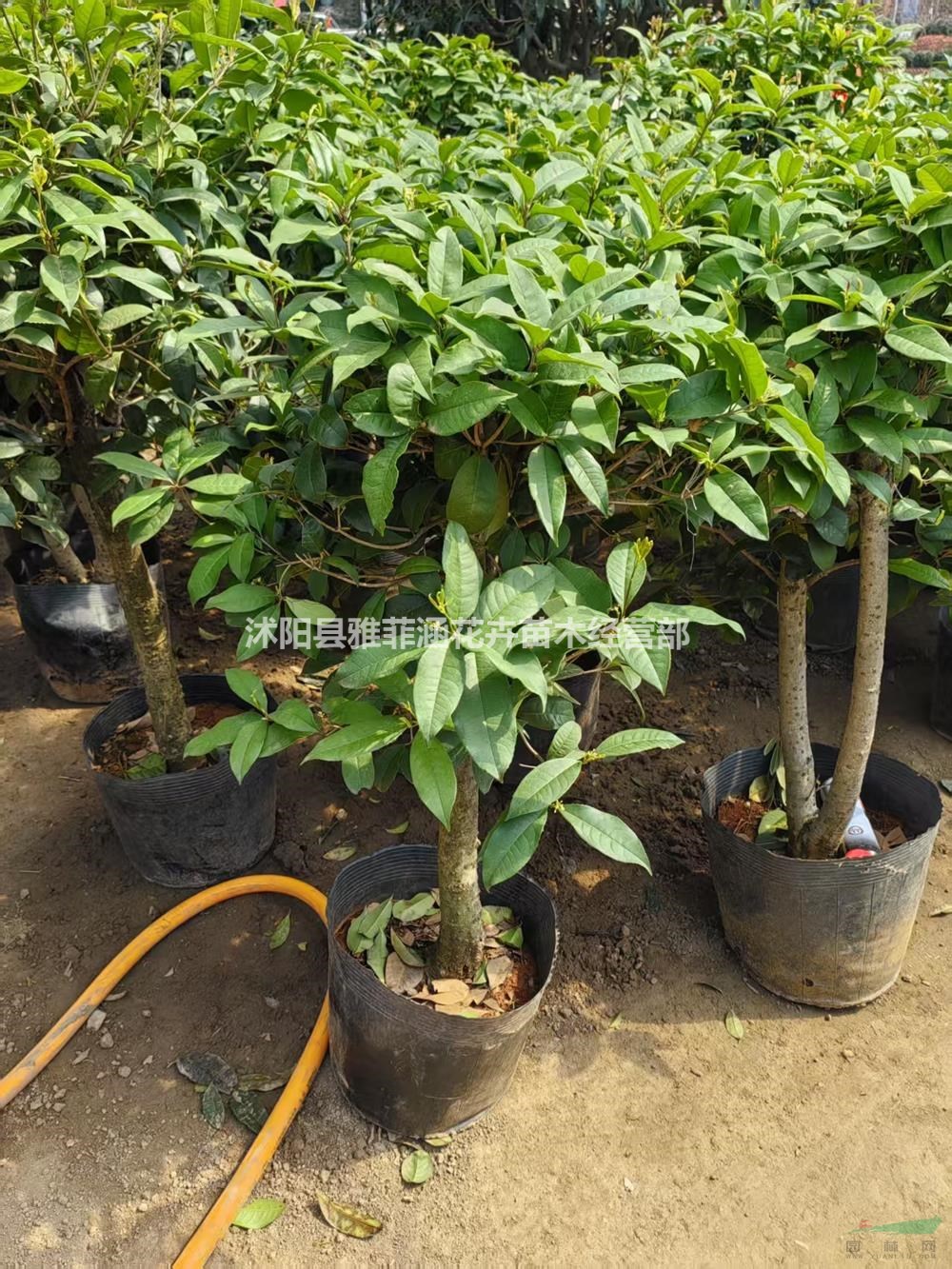 江蘇沭陽棒棒糖桂花基地直售易成活-江蘇沭陽棒棒糖桂花植株健壯