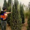 江苏刺柏种植基地-庭院工程乡村广泛运用江苏刺柏