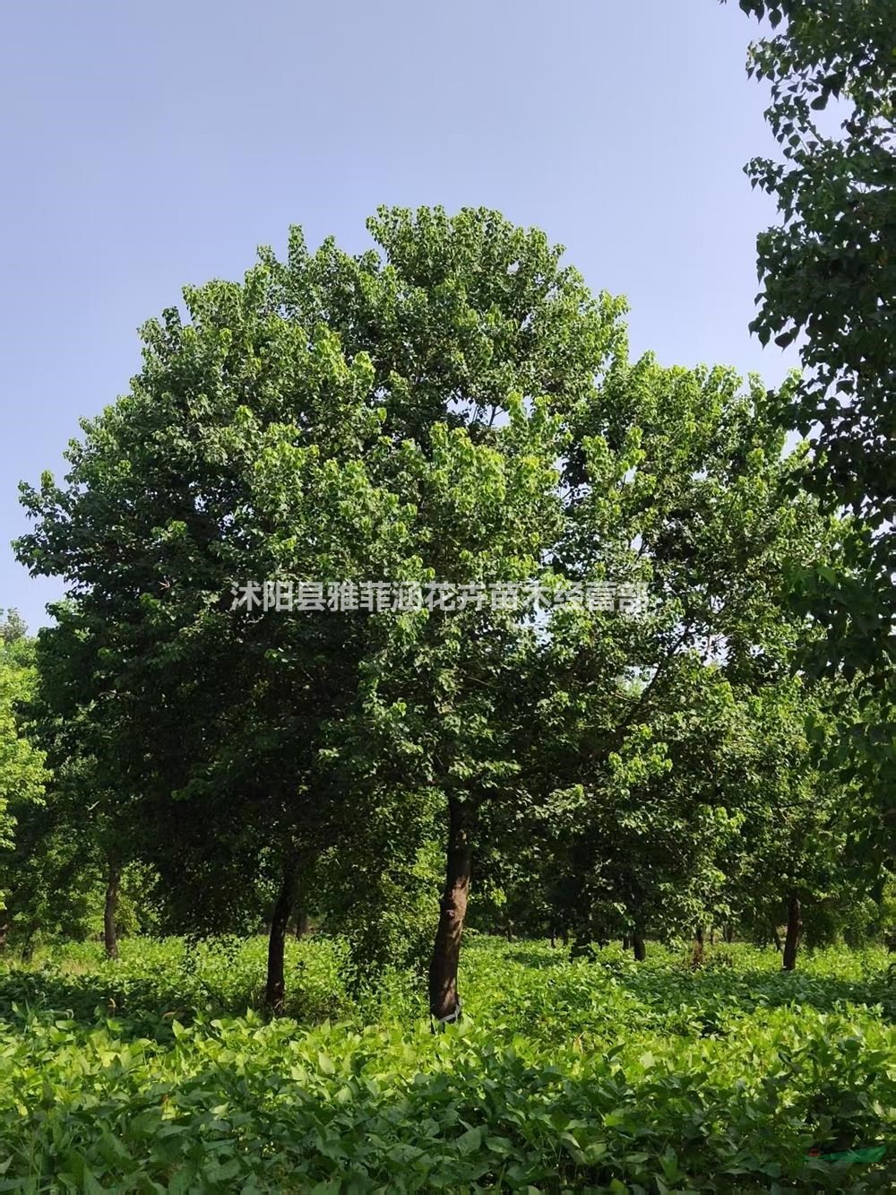 江蘇沭陽烏桕價格-江蘇沭陽烏桕耐修剪喜暖濕潤氣候