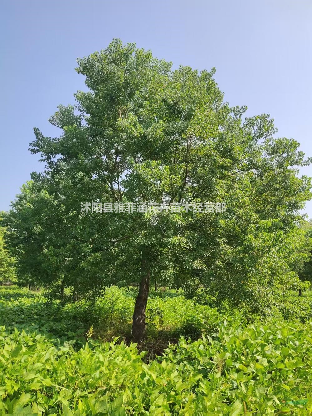 江蘇沭陽烏桕價格-江蘇沭陽烏桕耐修剪喜暖濕潤氣候