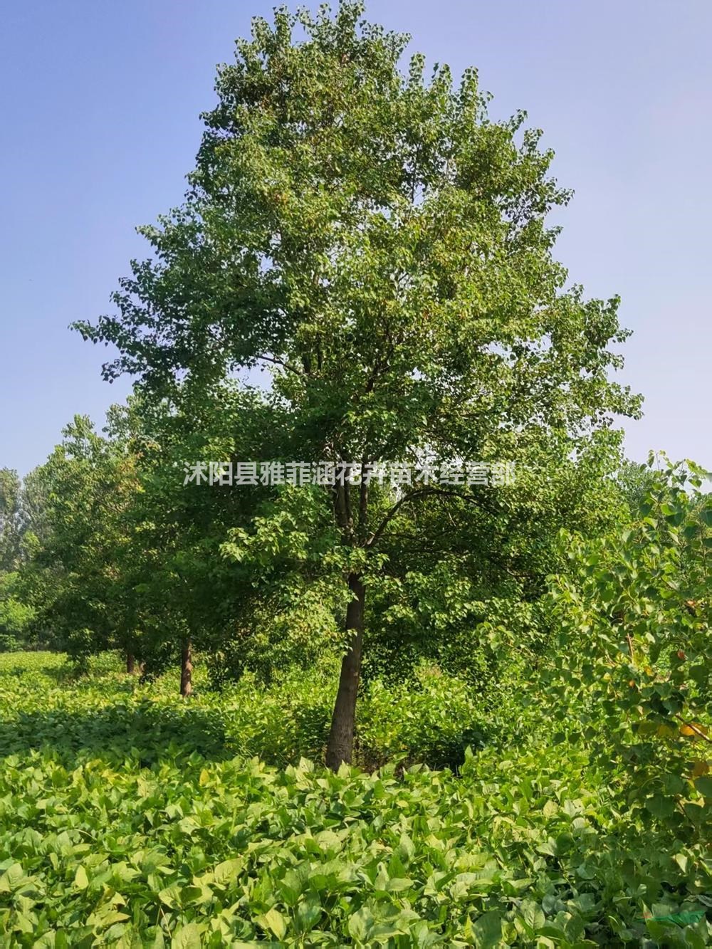 江蘇沭陽烏桕綠化工程常用苗-江蘇沭陽烏桕綠化苗栽植