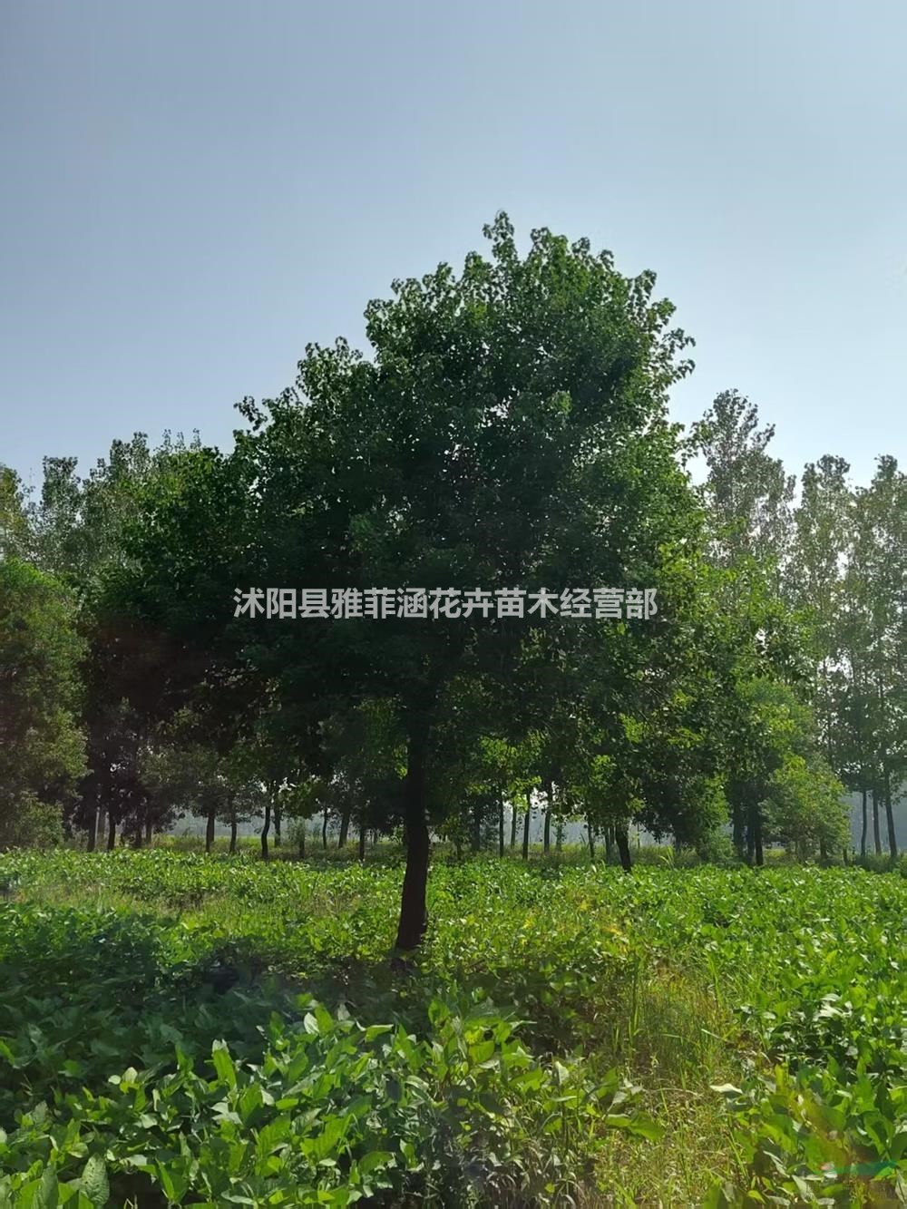江蘇沭陽烏桕觀賞性好-江蘇沭陽烏桕存活率高