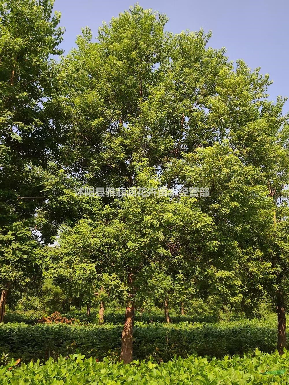 江蘇烏桕産地直銷/江蘇烏桕優質特價