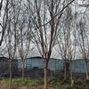 江苏紫薇价格优惠-庭院工程乡村广泛运用江苏紫薇