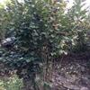 江苏丛生紫荆价格优惠-江苏丛生紫荆低价促销