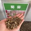 抗旱耐贫重瓣蜀葵观赏性更好
