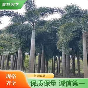 漳州大王椰子批发 福建大王椰子批发价格便宜