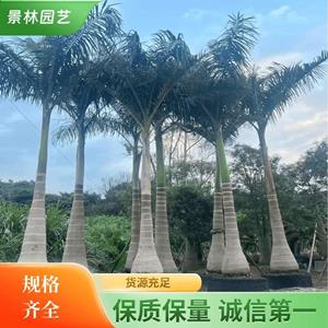 福建3米高大王椰子  4米高大王椰子批发 5米高大王椰子批发