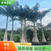 这是自家基地一手货源大王椰子便宜批发