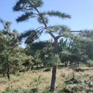 造型油松8米高