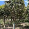 四川桂花树价格表 桂花树基地直销 八月桂金桂丹桂批发 量大价优