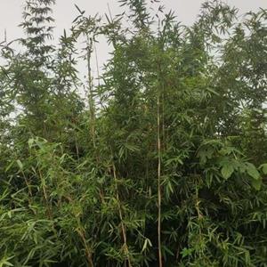 琴丝竹
