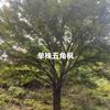 五角枫单株3米高