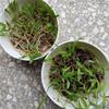适应性广暖季型苏丹草种子9吨菊苣发芽率好