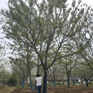 30公分朴树