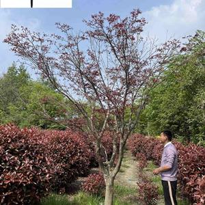 红枫工程绿化苗木批发 成都红枫基地直供 本地红枫价格 自产自销