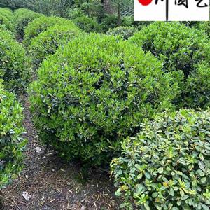 四川海桐球基地 70-160公分海桐球价格 海桐球工程绿化苗木批发