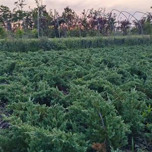 代办托运变色铺地柏40公分左右长量大价小