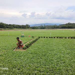 大叶油草便宜出，5元1平方